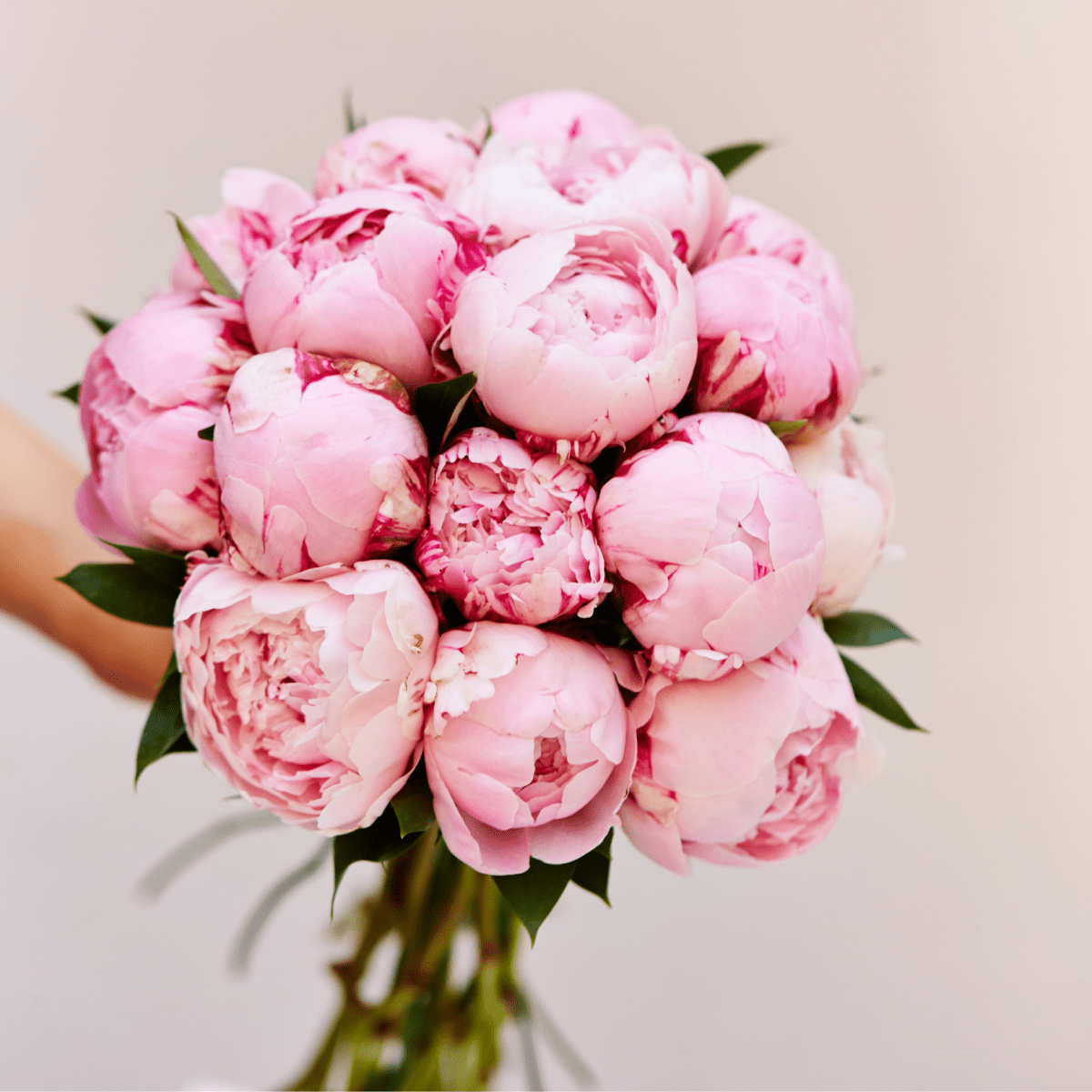 Peonies bouquet "Blush Majesty Bouquet" from 10 - 100 pcs - My Queen