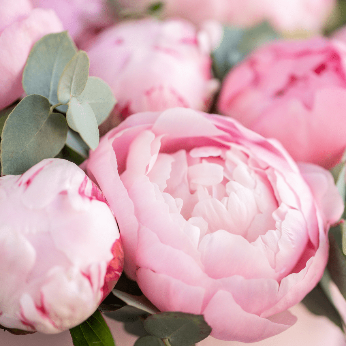 Peonies bouquet "Blush Majesty Bouquet" from 10 - 100 pcs - My Queen