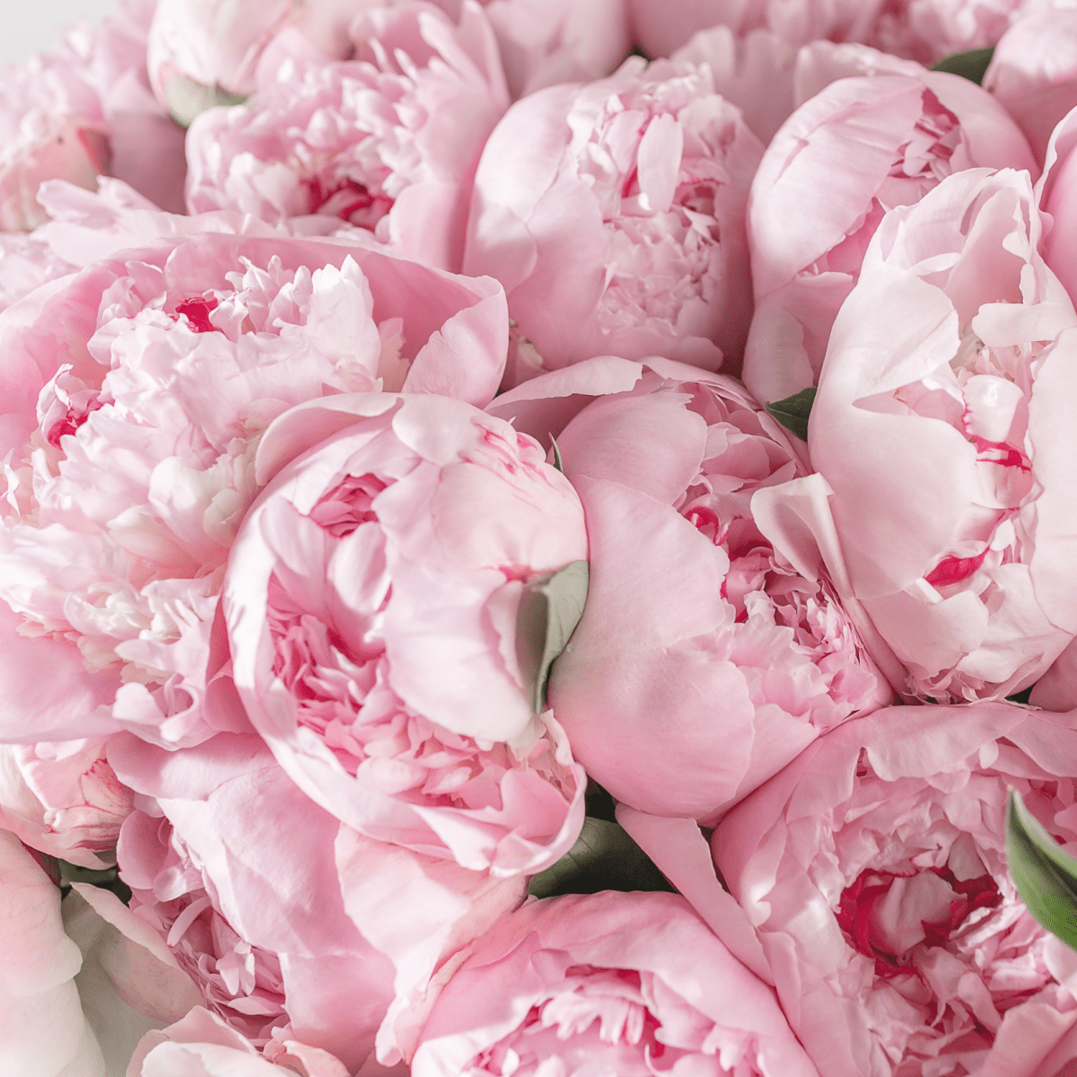 Peonies bouquet "Blush Majesty Bouquet" from 10 - 100 pcs - My Queen