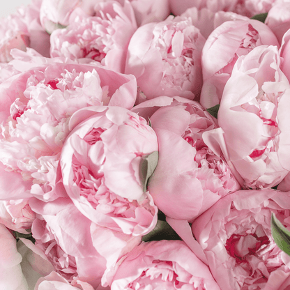 Peonies bouquet "Blush Majesty Bouquet" from 10 - 100 pcs - My Queen